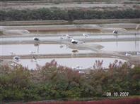 Les marais salants