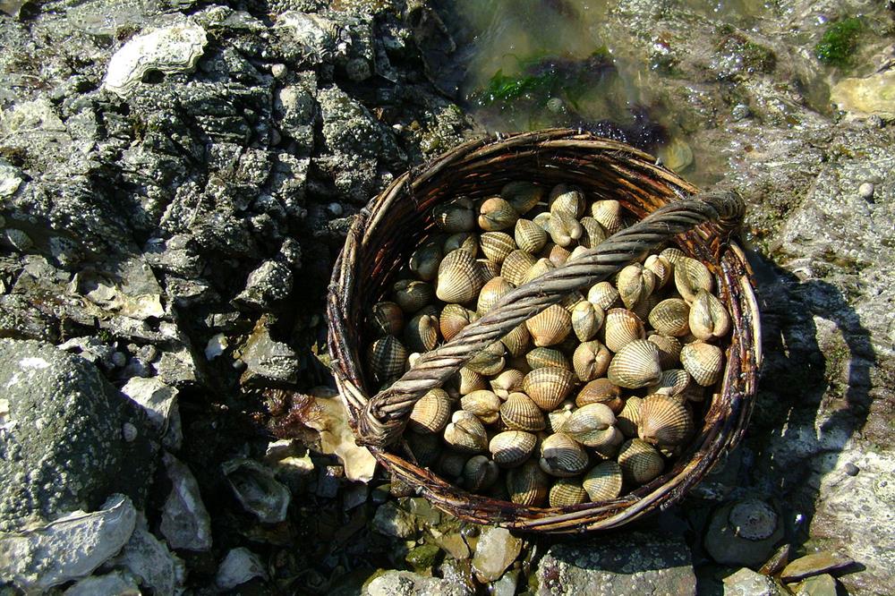 Pêche à pied Noirmoutier près de l'Hôtel Autre Mer, hôtel 2 étoiles, hôtel bord de mer, chambres d'hôtel Noimoutier en Vendée